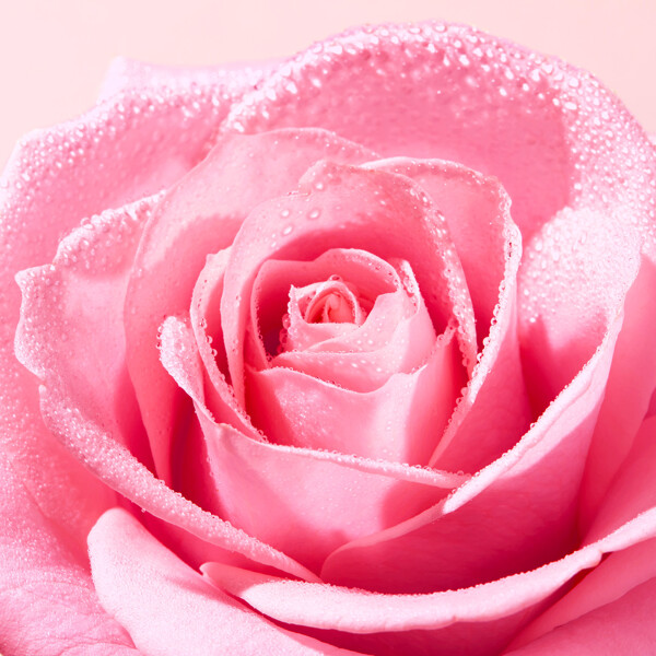Very Rose Radiance Face Scrub (Picture 3 of 4)